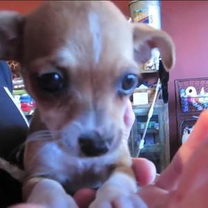 Meet your Posher, Elisabeth